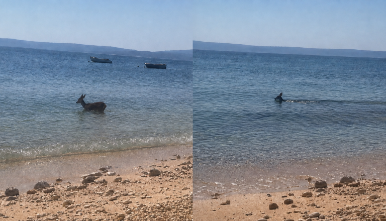 VIDEO: Žival na Krku zašla med kopalce, domačini opozarjajo na žalosten razlog