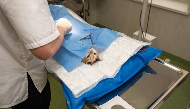 Štajerska veterinarska bolnica razkriva nove podrobnosti spornega primera