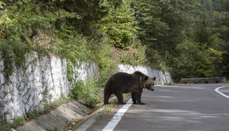 Na poti proti morju nepričakovano srečanje: Na avtocesto zašel medved