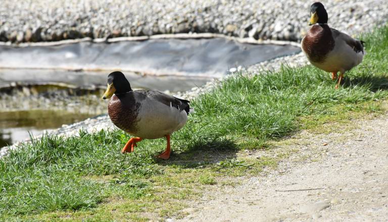 Vročinski val je nevaren tudi za živali: tako jim lahko pomagate preživeti