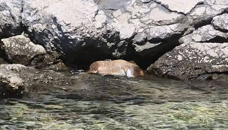 FOTO: Prizor, ki je pretresel mnoge: na Krku v morju našli poginule srnice