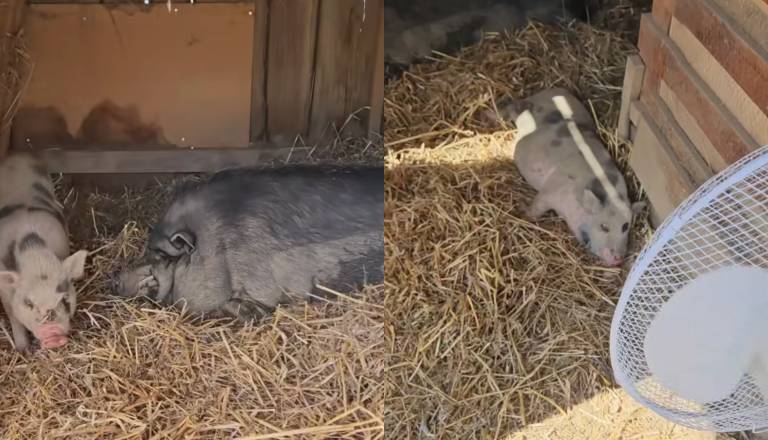 VIDEO: Kako na Posestvu Valdek v vročini hladijo pujske?