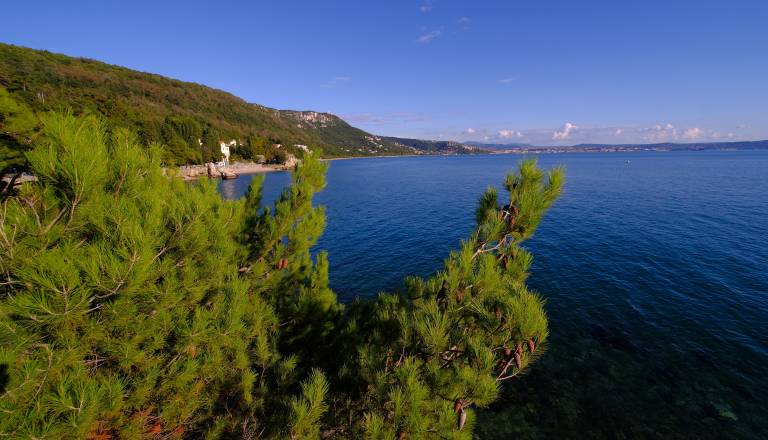 Drama v priljubljeni hrvaški destinaciji: Drevo padlo na kopalce, poškodovani tudi otroci