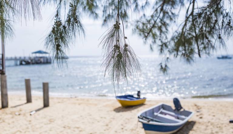 Drama na priljubljeni plaži v Crikvenici: drevo padlo na kopalce, poškodovana tudi otroka