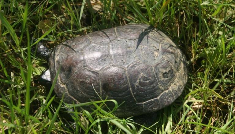 Na Goričkem odkrili razveseljivo presenečenje, v jezeru našli kar 12 redkih želv