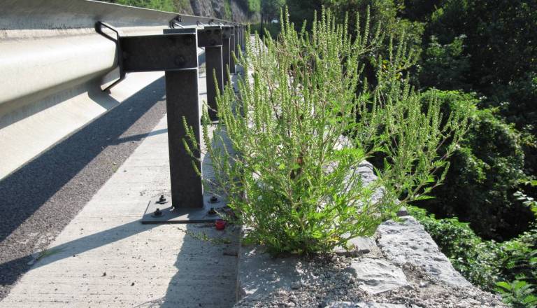 Ljubljančani, pozor: Če te rastline ne odstranite, vam grozi 500 evrov globe