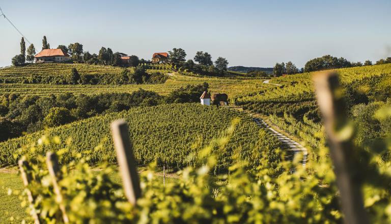 To nedeljo odprta vrata na Mestnem vrhu: Vino, Rimljani in domače dobrote