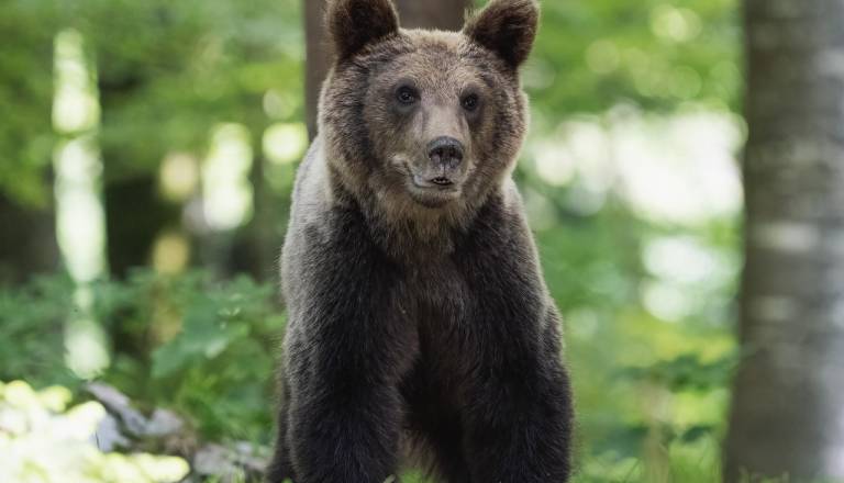 Na Pohorju so volkovi, pred dnevi opazili tudi medveda. Kaj morajo vedeti gobarji?