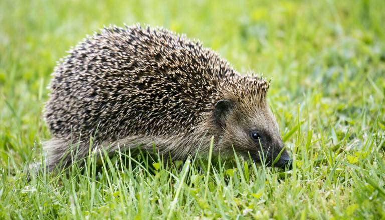 Na vrtu se je pojavil ježek? Tako mu lahko nehote naredite več škode kot koristi