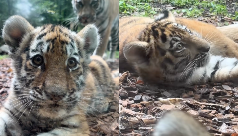 VIDEO: Te tri kosmatinke v Ljubljani kradejo poglede, zdaj prihajajo povsem blizu