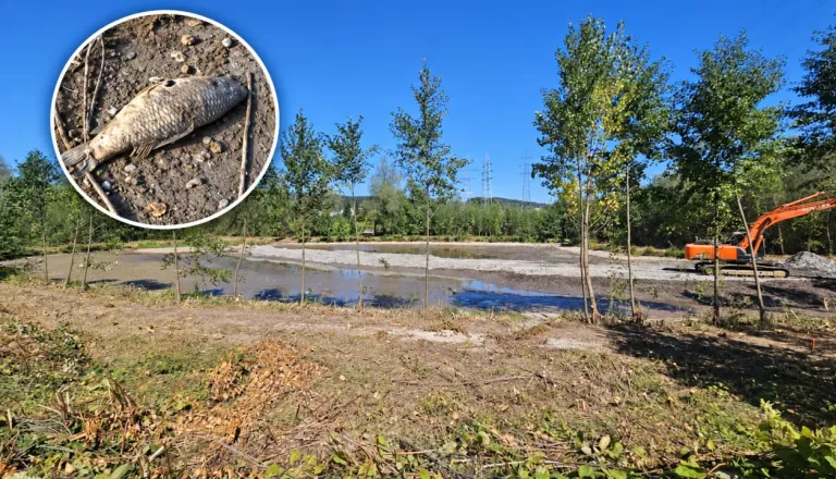 Po poginu rib v Podutiškem bajerju še vedno brez ključnih odgovorov: Zavod izlova ni nadziral