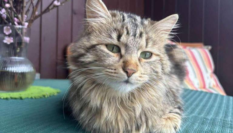 Je za mačko bolje, da ostane doma? Veterinarji imajo precej jasen odgovor