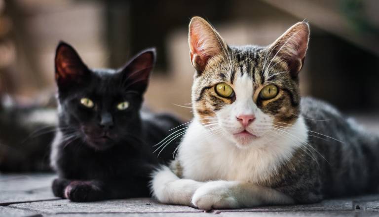 Kako zunanji svet vpliva na življenjsko dobo mačk? Veterinarji odgovarjajo