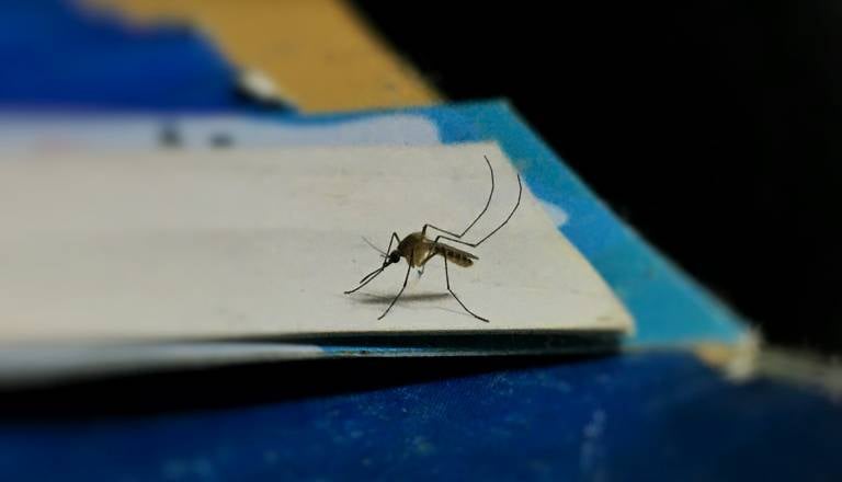 Virus Zahodnega Nila se širi po Evropi, letos že več kot tisoč okužb