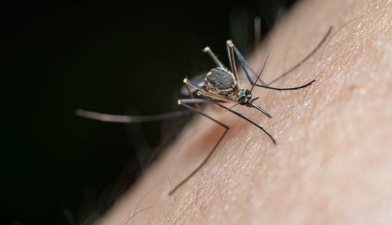Komarji širijo nevaren virus: Okuženih že več kot tisoč