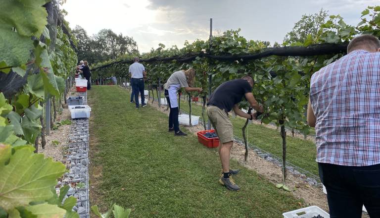 Deveta trgatev v Grajskem vinogradu: v letu 10. obletnice napovedujejo odličen letnik