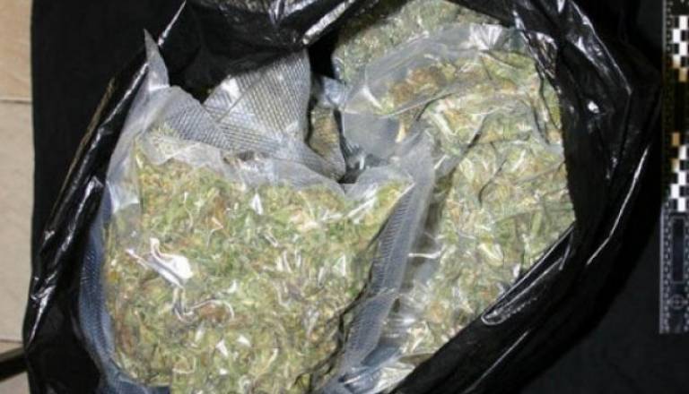 Zasežena marihuana, ki je rasla med koruzo v okolici Murske Sobote