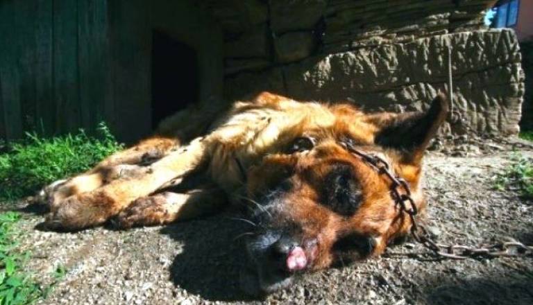 Foto- Dare Čekeliš.jpg