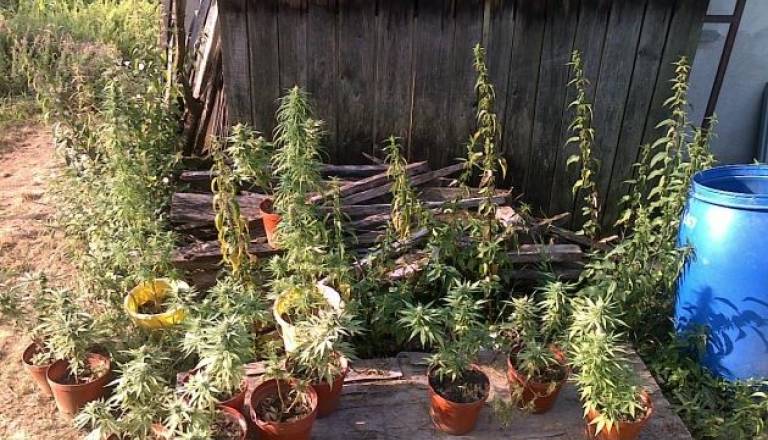 0912-91-2010 konoplja.jpg