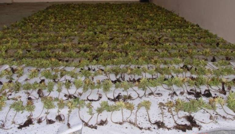 Zasežene sadike konoplje