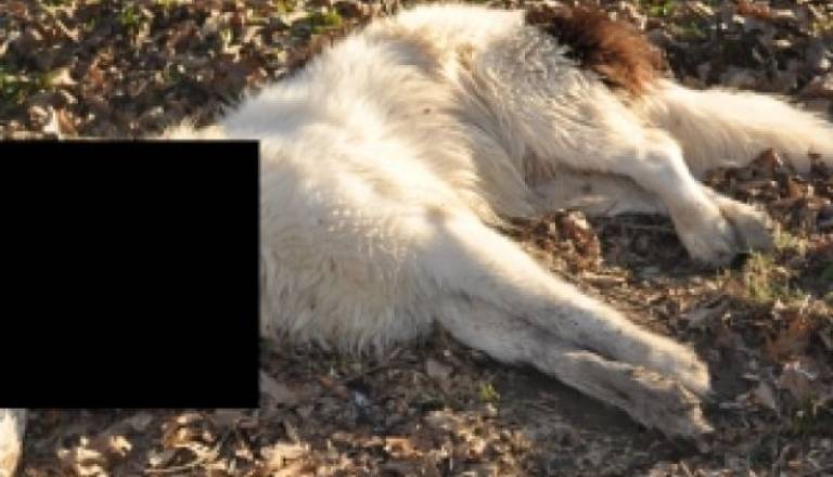 foto: prlekija-on.net