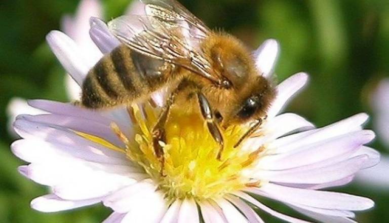 Čebele bodo znova zdrave komaj ob prepovedi škodljivega insekticida.