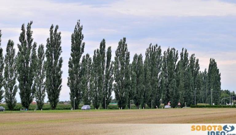 Topolov drevored je registriran kot nepremična kulturna dediščina Murske Sobote. 