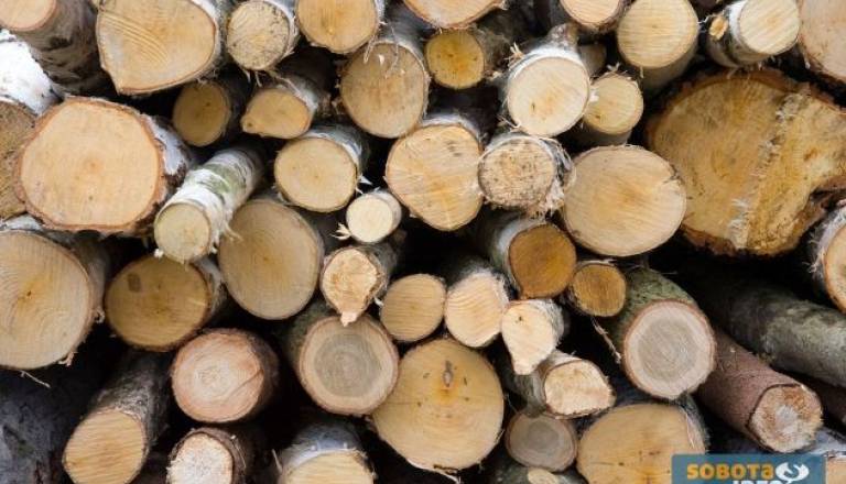 kraja dreves bukve.jpg