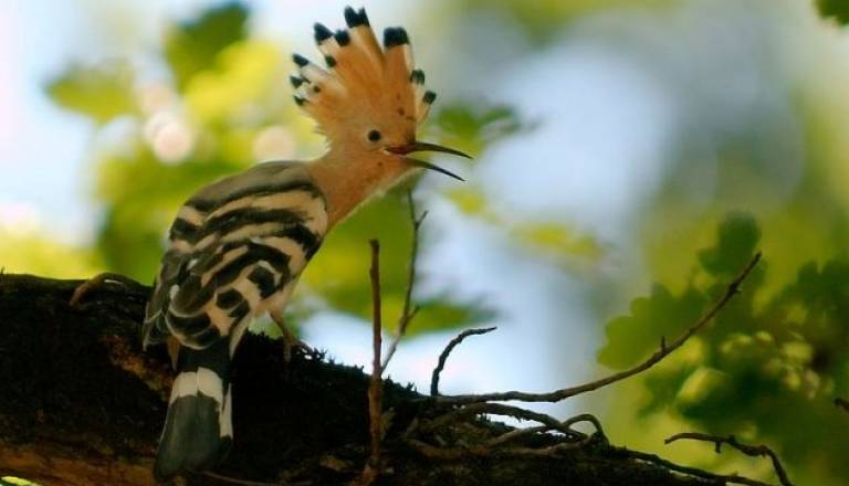 Smrdokavro ali po domače upkača je zaradi izrazitega perja skorajda nemogoče zamenjati s kakšno drugo ptico.