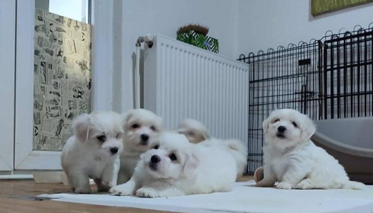2-coton-de-tulear-ap0925.jpg