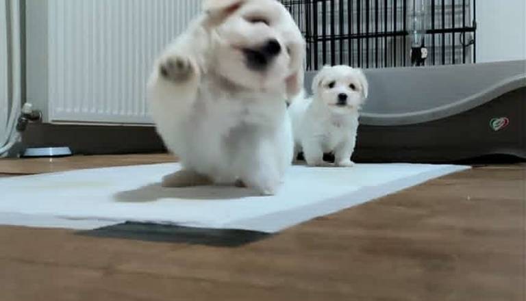 3-coton-de-tulear-ap0925.jpg