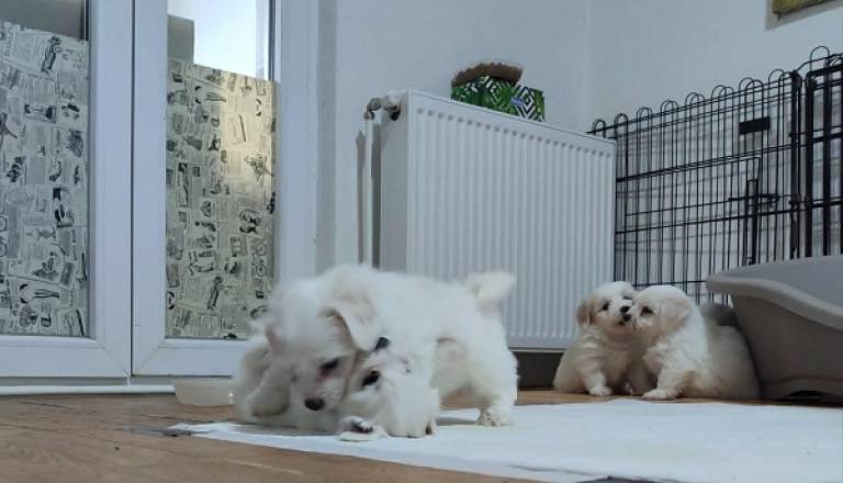4-coton-de-tulear-ap0925.jpg