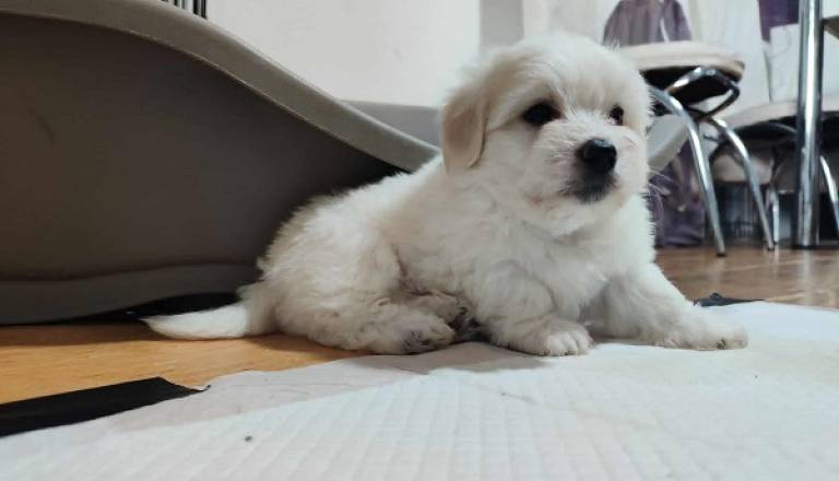 5-coton-de-tulear-ap0925.jpg
