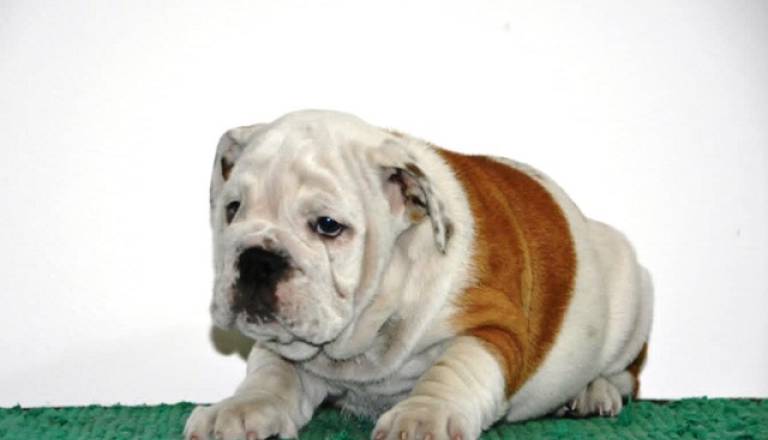 2-engleski-buldog-av1025.jpg