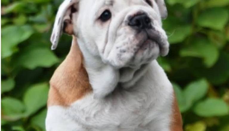 2-engbuldoga1025.jpg
