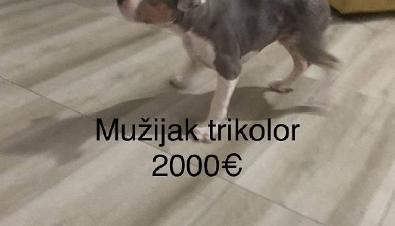 3-pitbul-ms1125.jpg