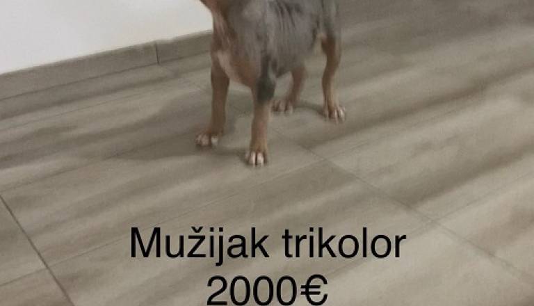 4-pitbul-ms1125.jpg