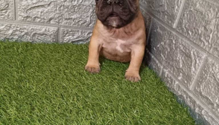2-frbuldogljr1225.jpg