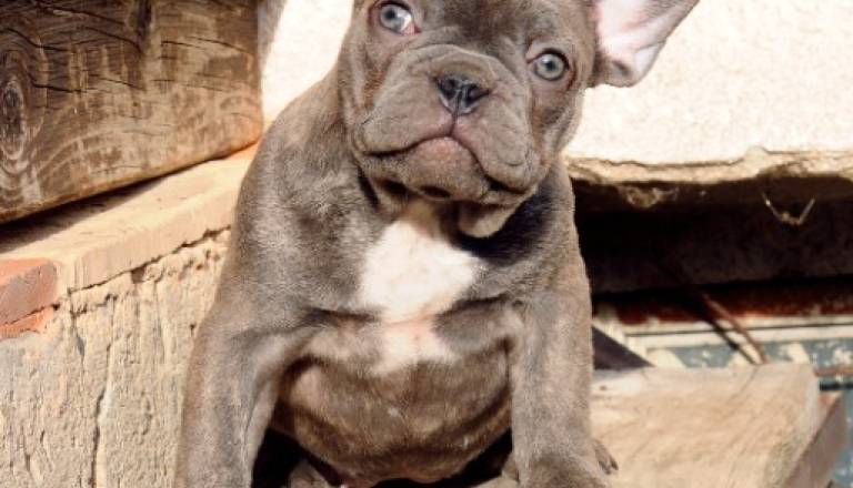 3-frbulldog1225.jpg