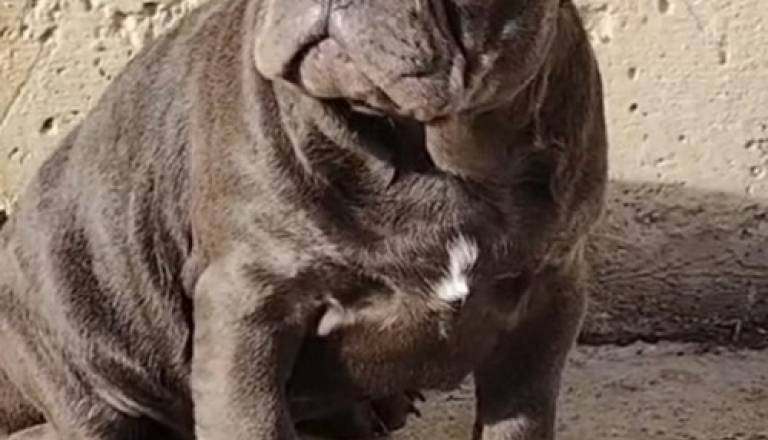 4-frbulldog1225.jpg