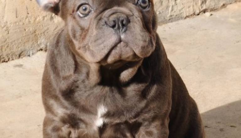 5-frbulldog1225.jpg