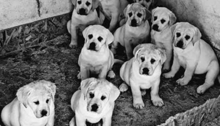 2-labrador-zs1225.jpg