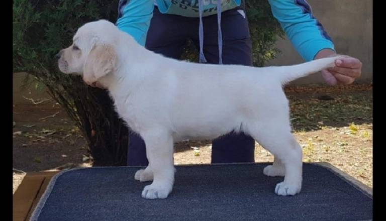 3-labrador-zs1225.jpg