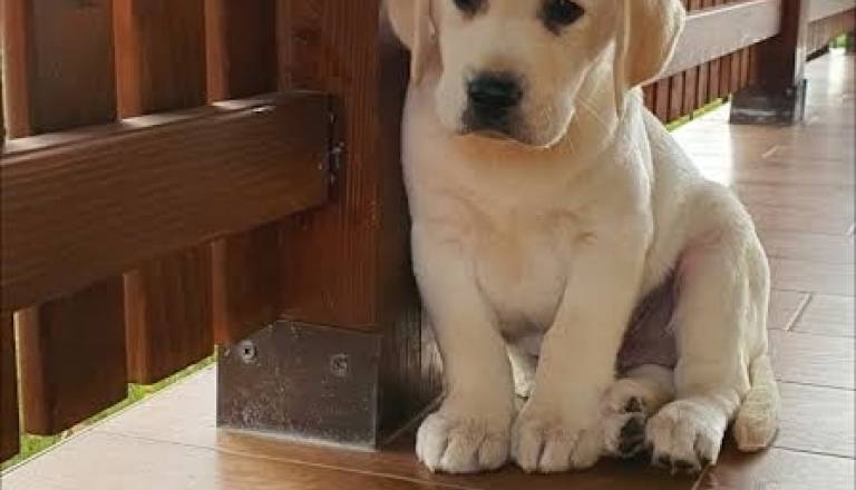 5-labrador-zs1225.jpg