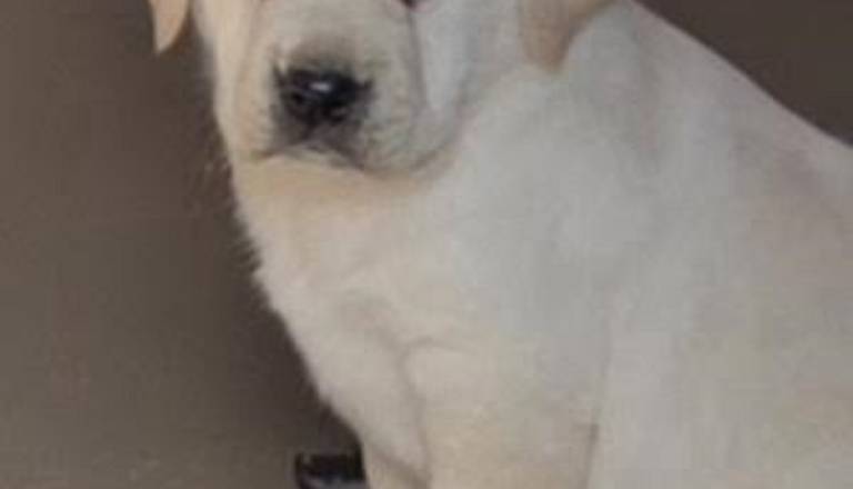 2-labradorsm1225.jpg