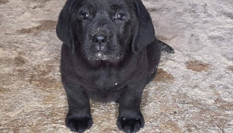 3-labradorsm1225.jpg