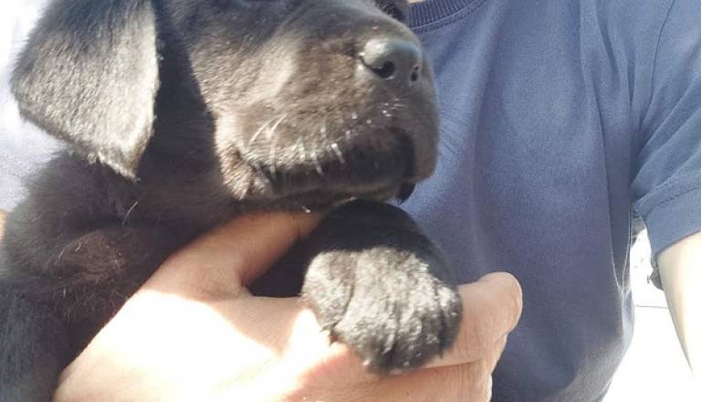 4-labradorsm1225.jpg