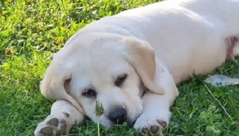 5-labradorsm1225.jpg