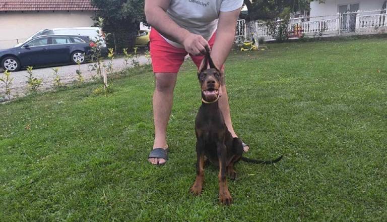 2-dobermani-n0925.jpg