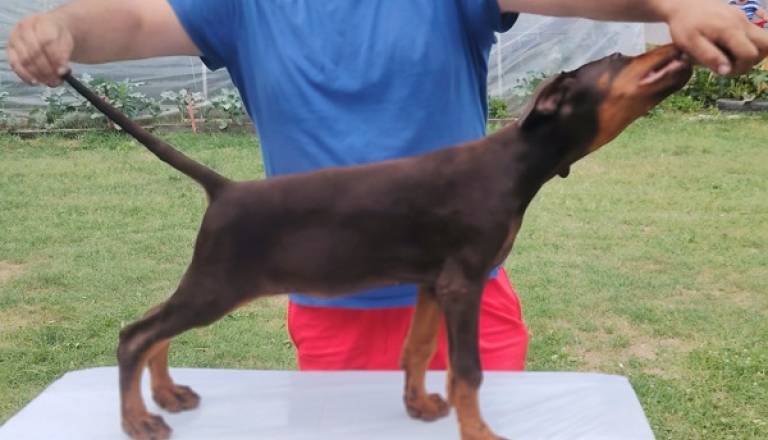 3-dobermani-n0925.jpg
